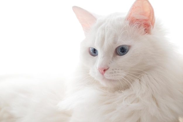 Porträt einer weißen, flauschigen Katze mit blauen Augen