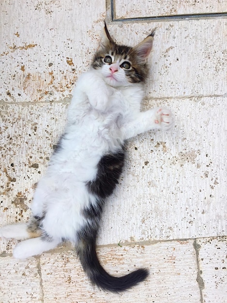 Foto porträt einer weißen katze an der wand