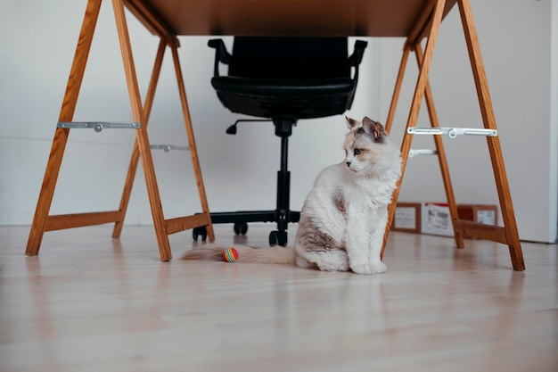 Porträt einer weißen Katze zu Hause Foto in hoher Qualität