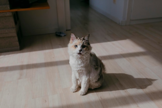 Porträt einer weißen Katze zu Hause Foto in hoher Qualität