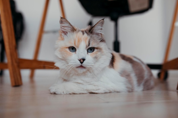 Porträt einer weißen Katze zu Hause Foto in hoher Qualität