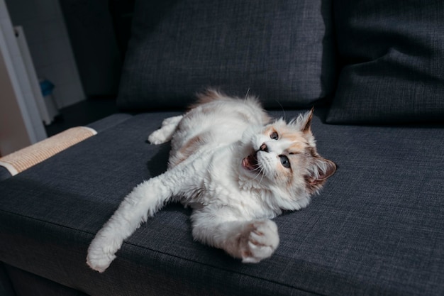 Porträt einer weißen Katze zu Hause Foto in hoher Qualität