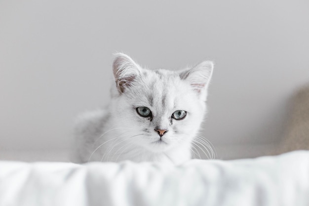 Porträt einer weißen Katze
