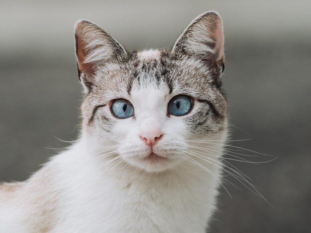 Porträt einer weißen Katze