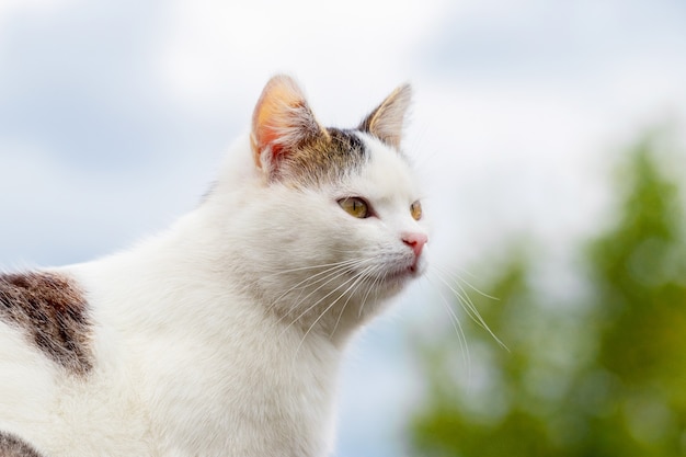 Porträt einer weißfleckigen Katze im Profil