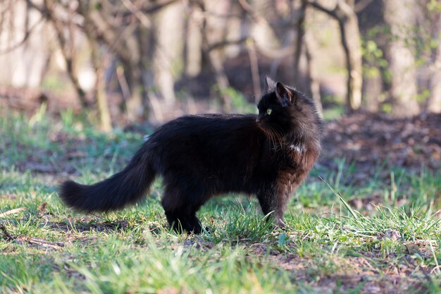 Porträt einer wunderschönen flauschigen schwarzen Katze mit leuchtend gelben Augen