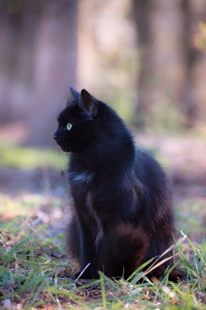 Porträt einer wunderschönen flauschigen schwarzen Katze mit leuchtend gelben Augen