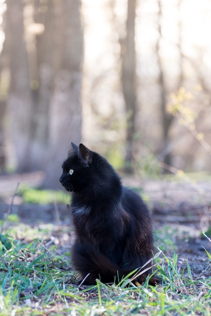 Porträt einer wunderschönen flauschigen schwarzen Katze mit leuchtend gelben Augen