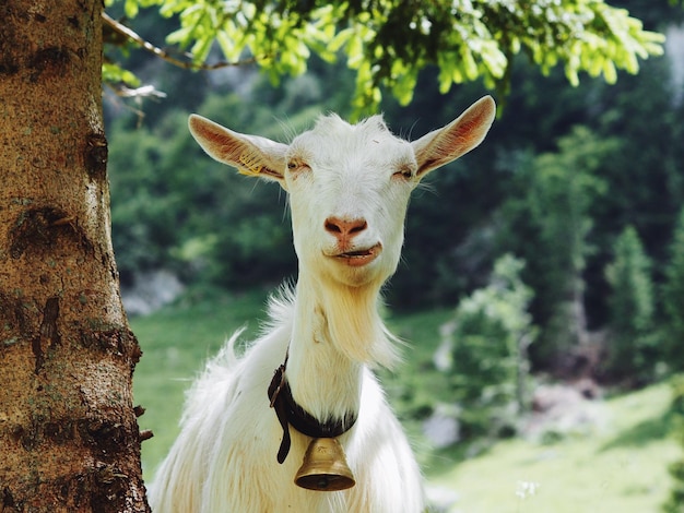 Porträt einer Ziege am Baumstamm auf dem Feld
