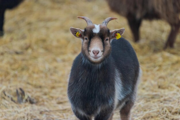 Foto porträt einer ziege auf dem feld