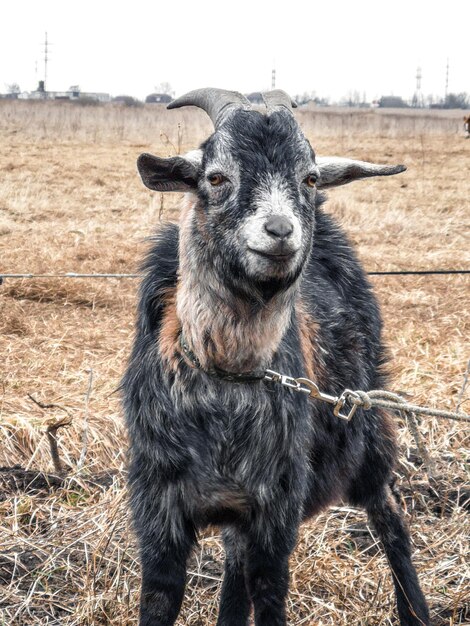 Porträt einer Ziege, die auf dem Feld steht