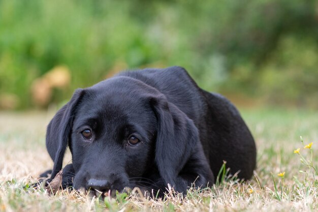 Foto porträt eines 11 wochen alten schwarzen labradors, der sich auf dem gras entspannt