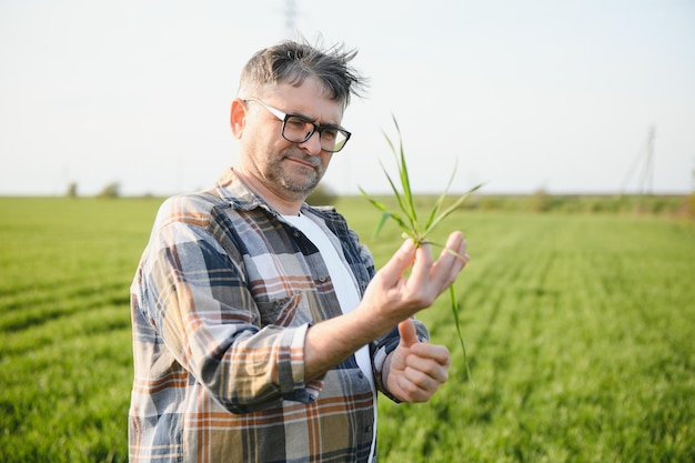 Porträt eines älteren Landwirts im Weizenfeld