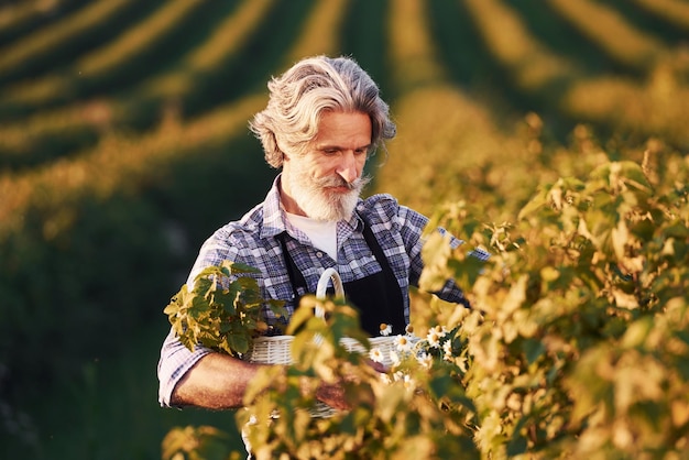 Porträt eines älteren, stilvollen Mannes mit grauem Haar und Bart auf dem landwirtschaftlichen Feld mit Ernte