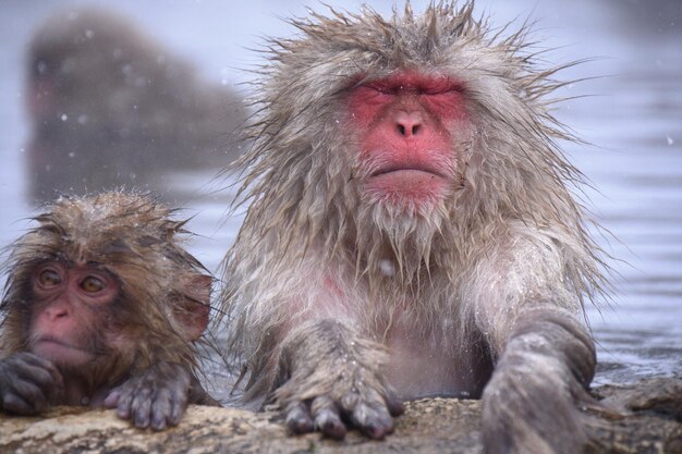 Foto porträt eines affen im schnee