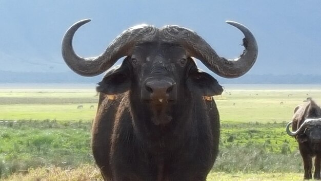 Foto porträt eines afrikanischen büffels, der auf dem feld steht