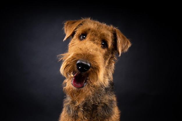 Porträt eines Airedale Terriers in Nahaufnahme, aufgenommen auf schwarzem Hintergrund in einem Fotostudio