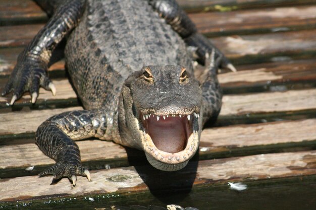 Foto porträt eines alligators auf der promenade
