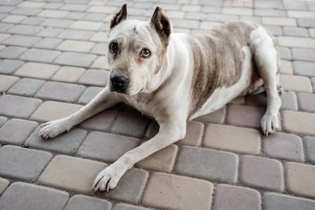 Porträt eines alten Hundes, der auf Pflaster liegt