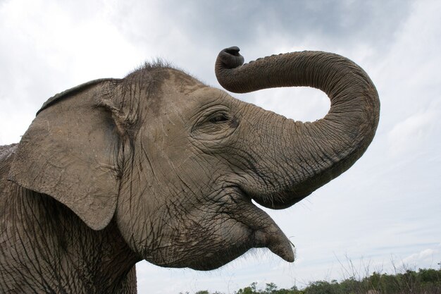 Porträt eines asiatischen Elefanten. Indonesien. Sumatra. Weg Kambas Nationalpark.