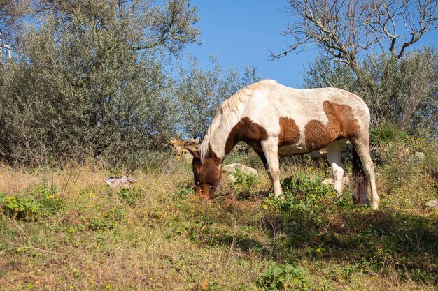 Porträt eines Assateague-Pferdes, das auf einer Wiese mit grünem Gras weidet. Typisches Pferd der Indianer in Westernfilmen, braun und weiß