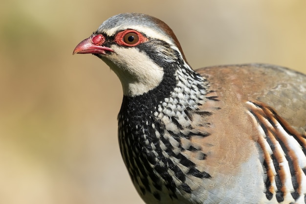 Porträt eines atemberaubenden Rebhuhns mit roten Beinen im Wald