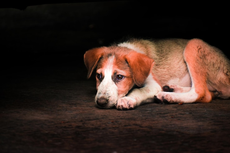 Foto porträt eines auf dem boden ruhenden hundes