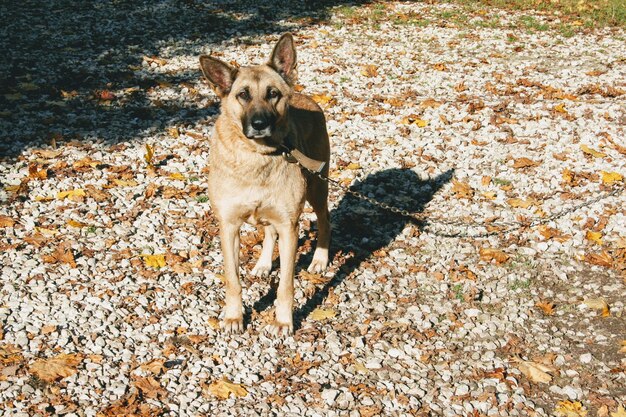 Foto porträt eines auf dem boden stehenden hundes