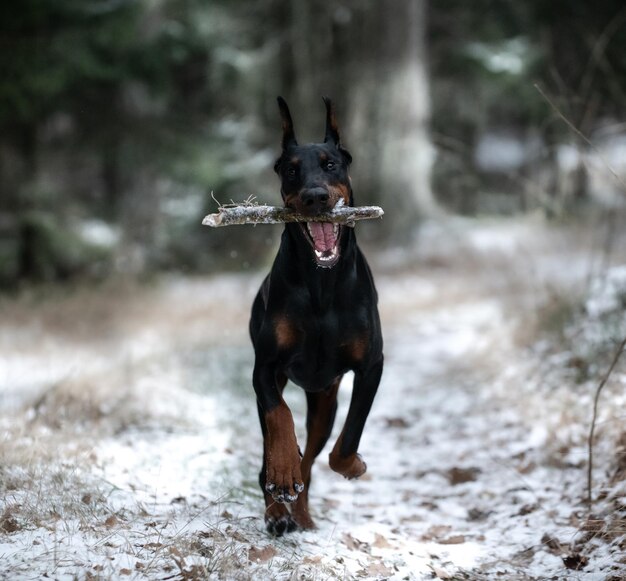 Foto porträt eines auf dem feld laufenden hundes