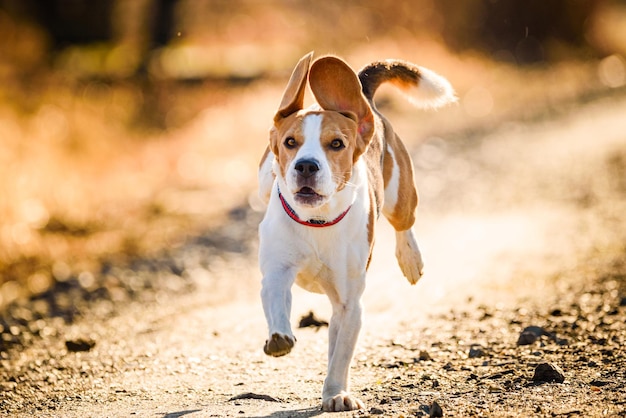 Porträt eines auf dem Feld laufenden Hundes