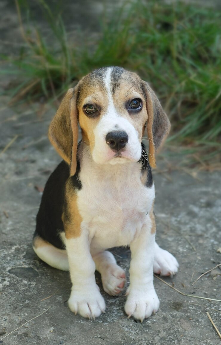 Foto porträt eines auf dem feld sitzenden hundes
