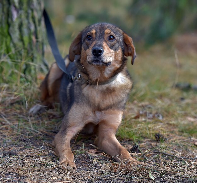 Foto porträt eines auf dem feld sitzenden hundes