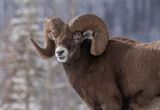 Porträt eines auf dem Feld stehenden Elefanten