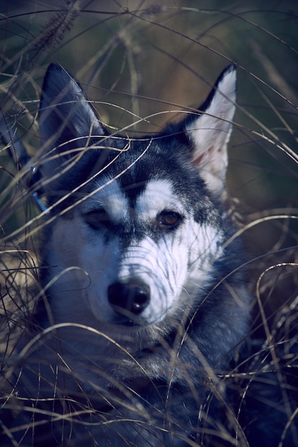 Foto porträt eines auf dem feld stehenden hundes