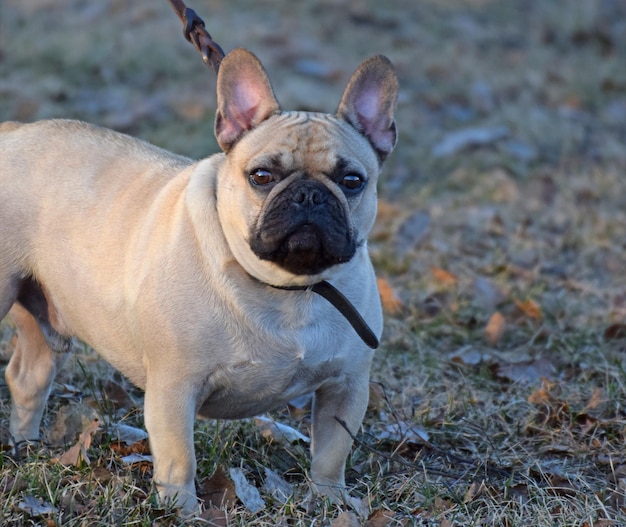 Porträt eines auf dem Feld stehenden Hundes