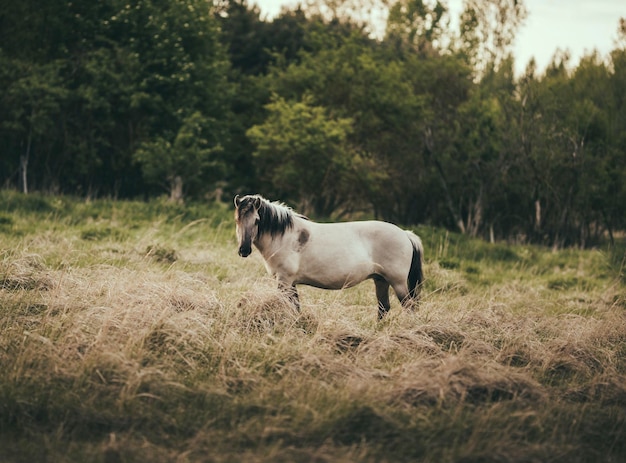 Porträt eines auf dem Feld stehenden Pferdes