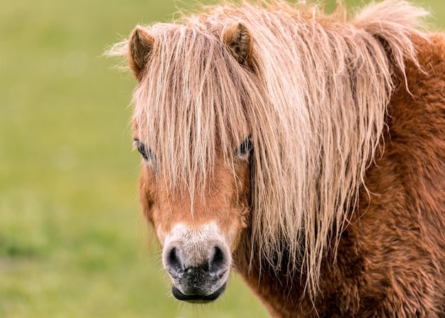 Porträt eines auf dem Feld stehenden Pferdes