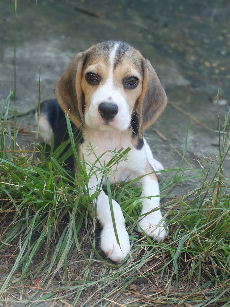 Foto porträt eines auf gras sitzenden hundes