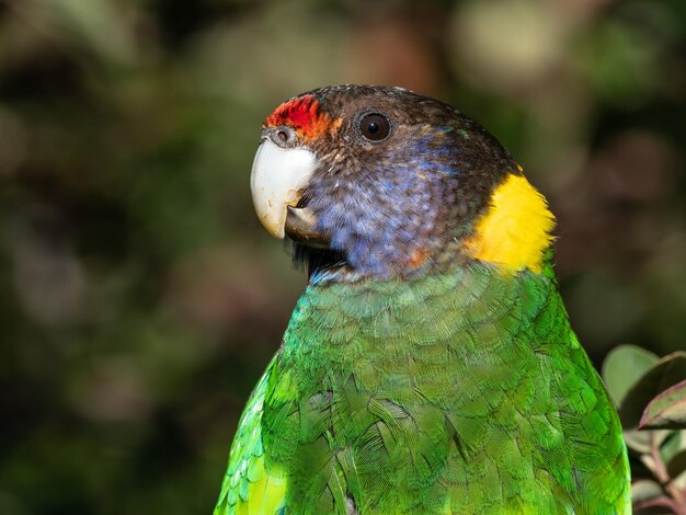 Foto porträt eines australischen ringneck-papageis