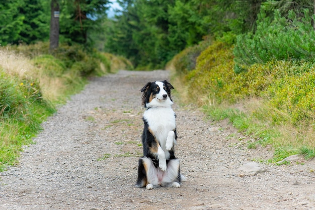 Porträt eines australischen Schäferhundes im Park. Fröhlicher, entzückender australischer Hund