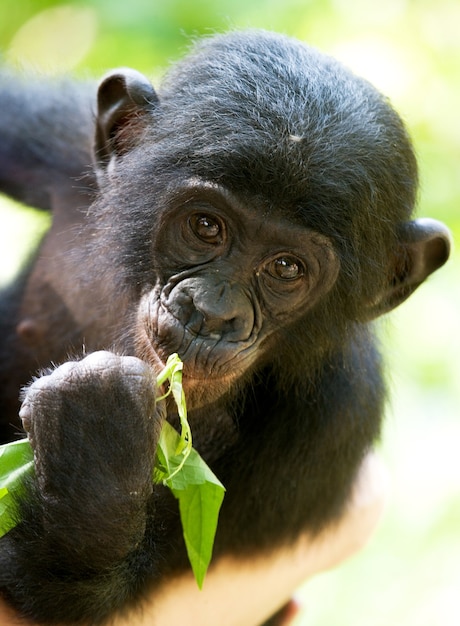 Porträt eines Baby Bonobo. Demokratische Republik Kongo. Lola Ya Bonobo Nationalpark.