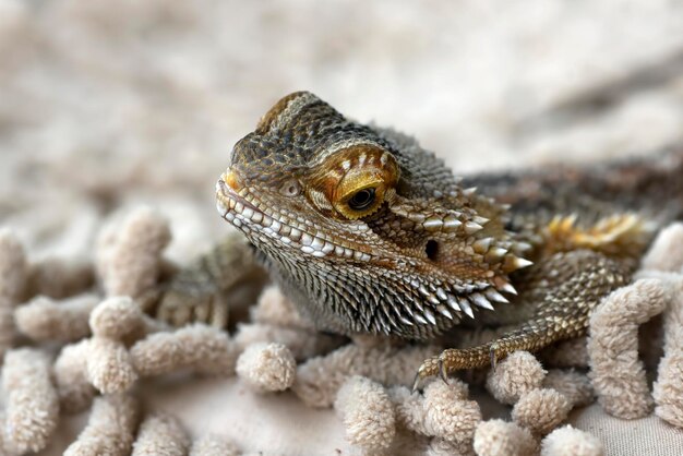 Foto porträt eines bärtigen drachen