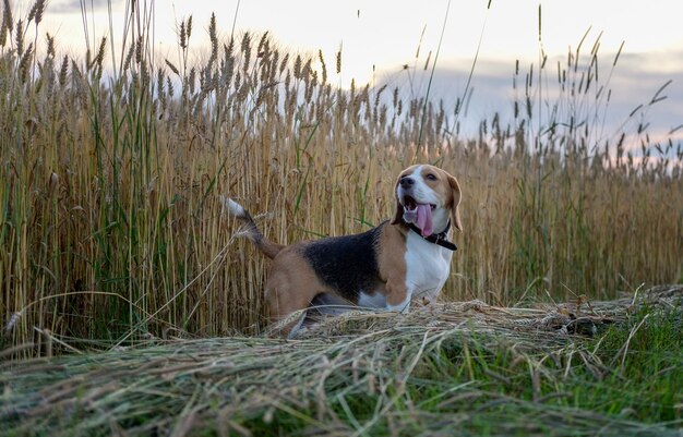 Porträt eines Beagle auf einem Abendspaziergang im Sommerfeld