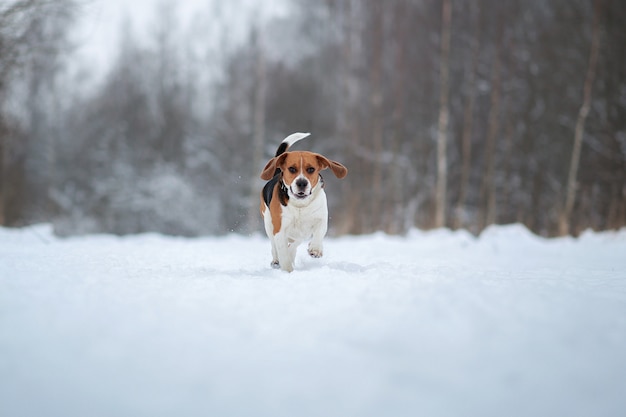 Porträt eines Beagle-Hundes im bewölkten Wintertag