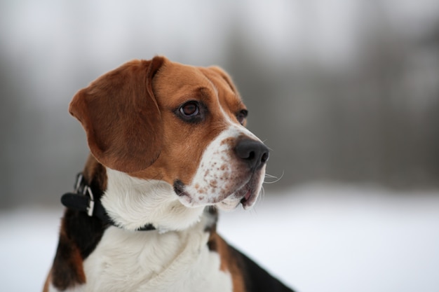 Porträt eines Beagle-Hundes im Winter