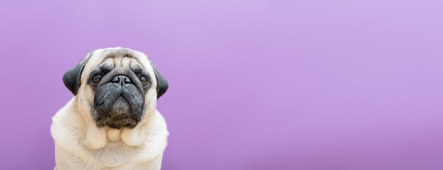 Porträt eines beigefarbenen Hundemops auf violettem Hintergrund Kopierbereich für Webbanner