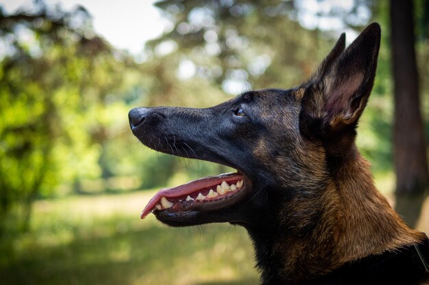 Porträt eines belgischen Schäferhundes bei einem Spaziergang in einem grünen Park