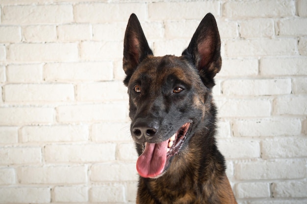 Porträt eines belgischen Schäferhundes