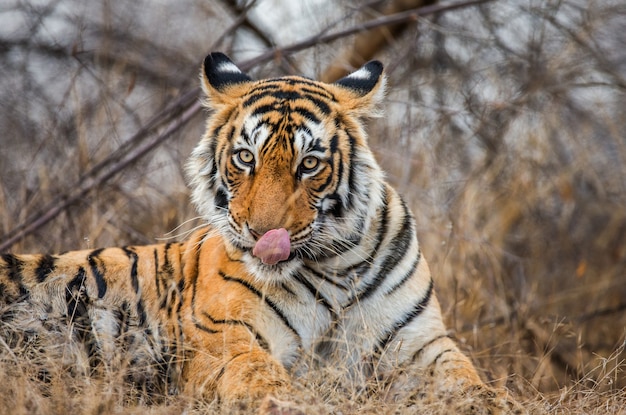 Porträt eines bengalischen Tigers. Ranthambore Nationalpark. Indien.