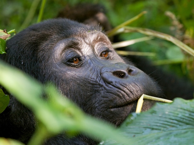 Porträt eines Berggorillas. Uganda. Bwindi Impenetrable Forest National Park.